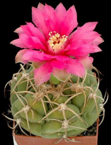 Gymnocalycium_mihanovichii_4